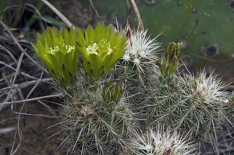 Echinocereus milleri photo 3