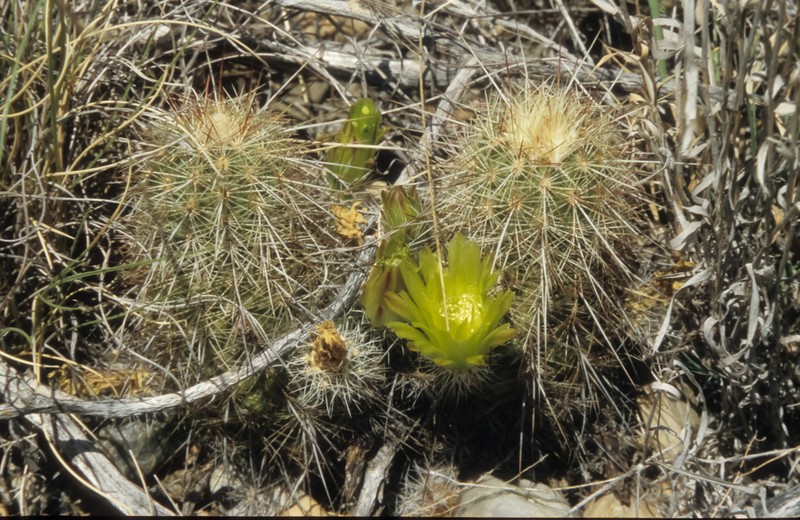 Echinocereus milleri photo 4