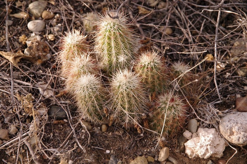 Echinocereus milleri photo 5