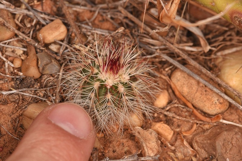 Echinocereus milleri photo 6