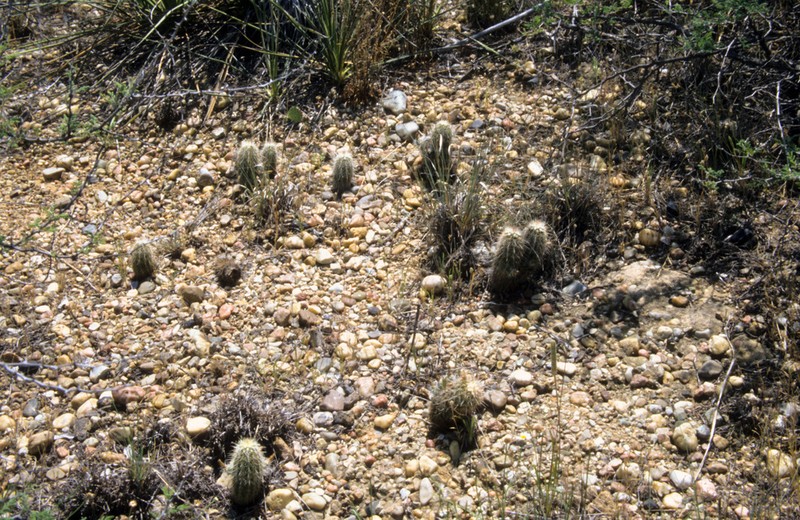 Echinocereus milleri photo 7