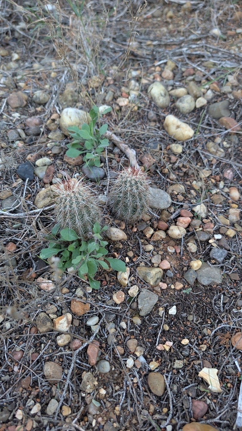 Echinocereus milleri photo 8