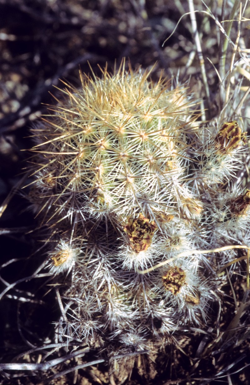 Echinocereus neocapillus
