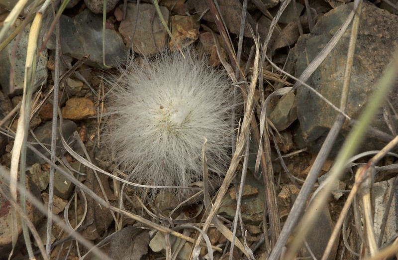 Echinocereus neocapillus photo 2