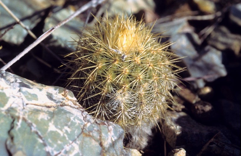 Echinocereus neocapillus photo 3