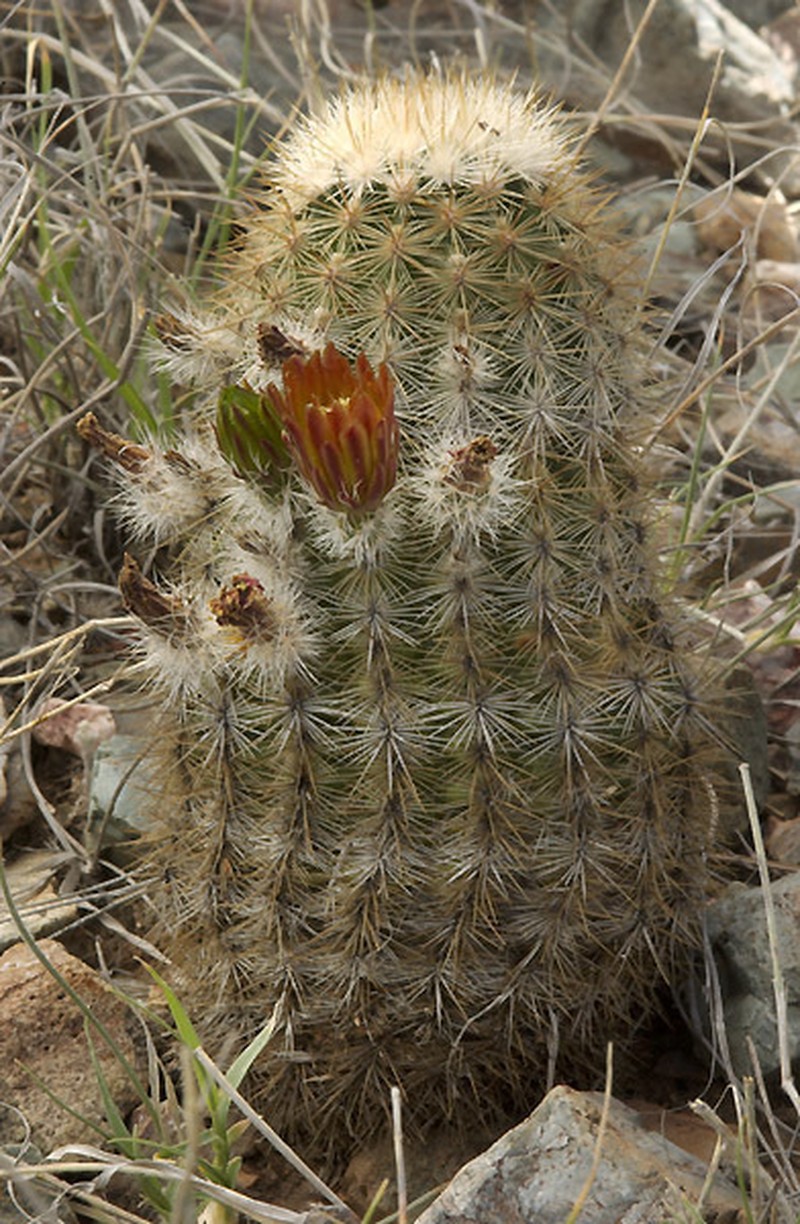 Echinocereus neocapillus photo 4