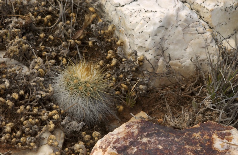 Echinocereus neocapillus photo 5