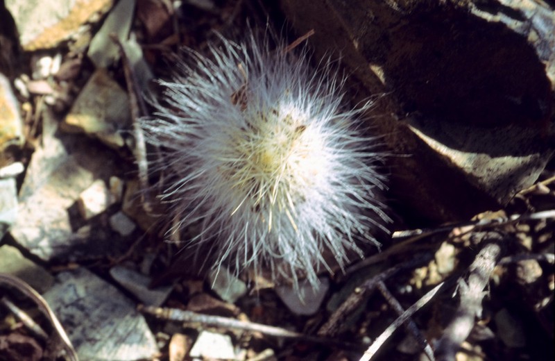 Echinocereus neocapillus photo 6