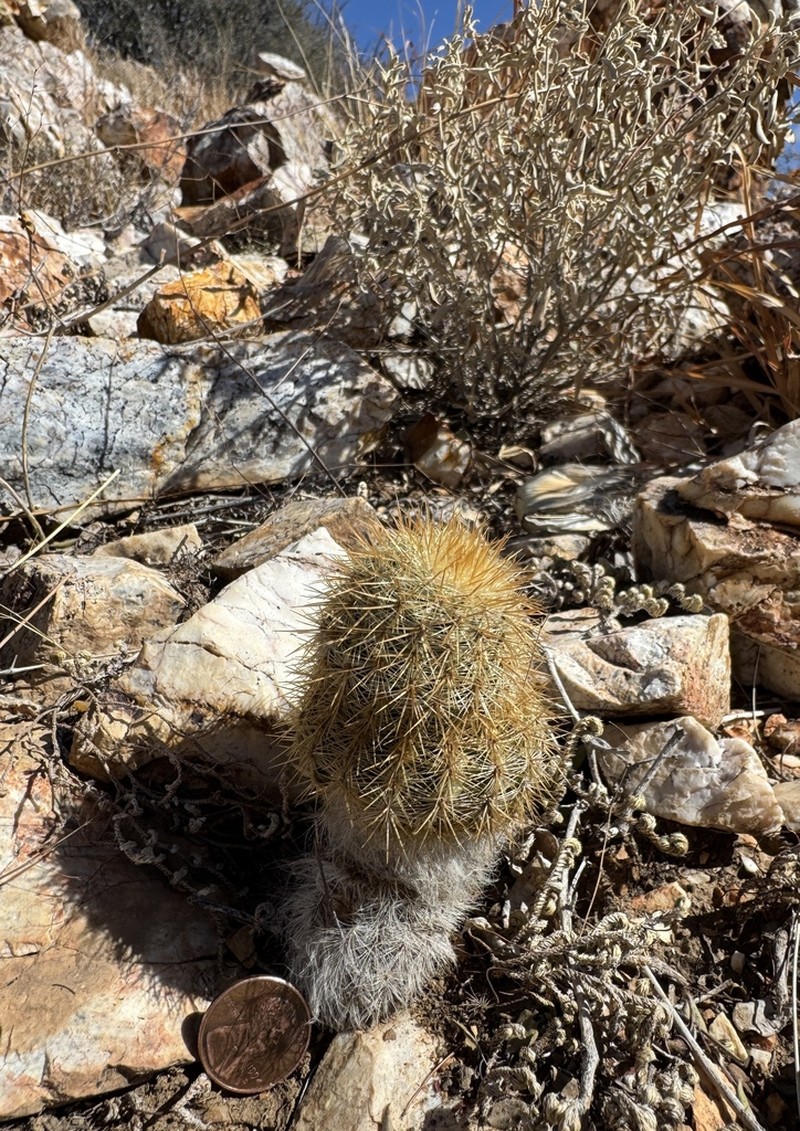 Echinocereus neocapillus photo 7