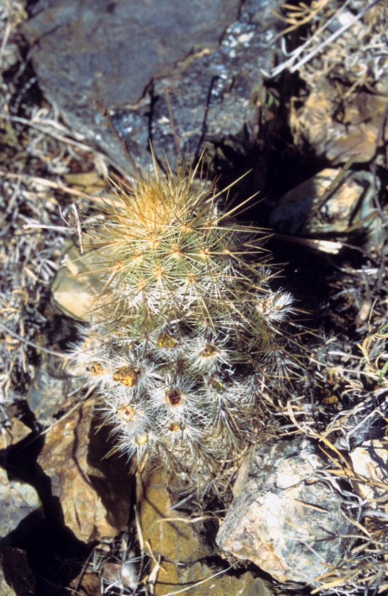 Echinocereus neocapillus photo 8