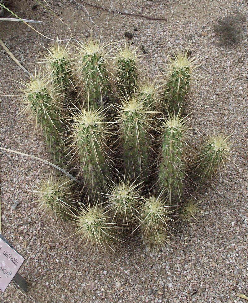 Nichol's Hedgehog Cactus