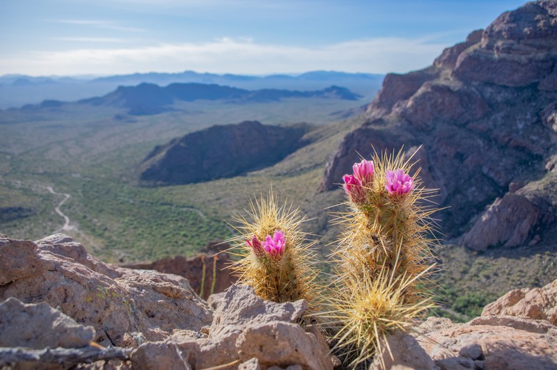 Nichol's Hedgehog Cactus