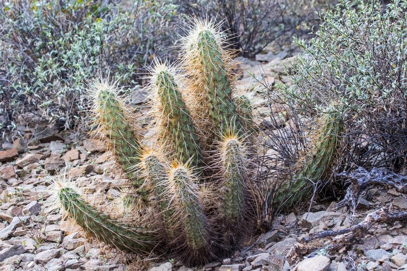 Nichol's Hedgehog Cactus photo 2