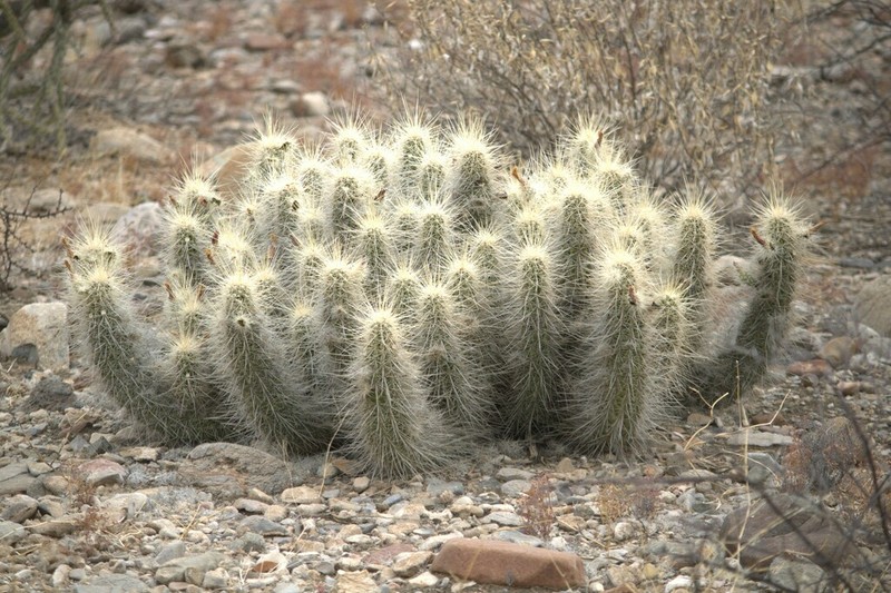 Nichol's Hedgehog Cactus photo 3