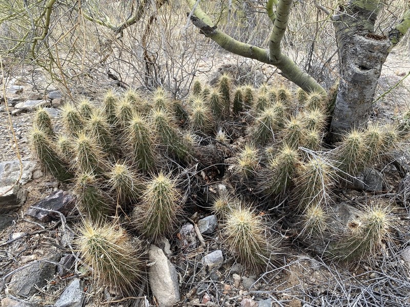 Nichol's Hedgehog Cactus photo 4