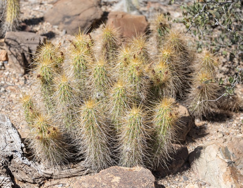 Nichol's Hedgehog Cactus photo 5