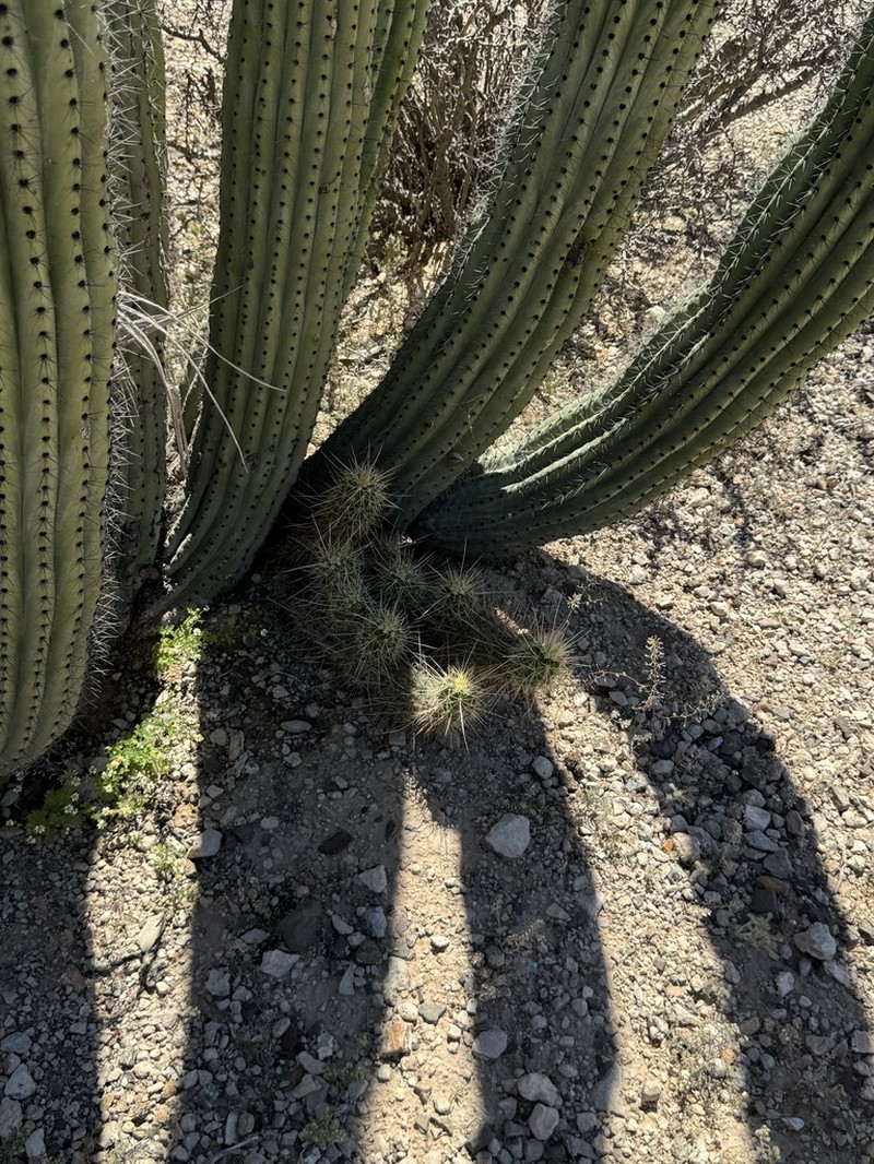 Nichol's Hedgehog Cactus photo 6