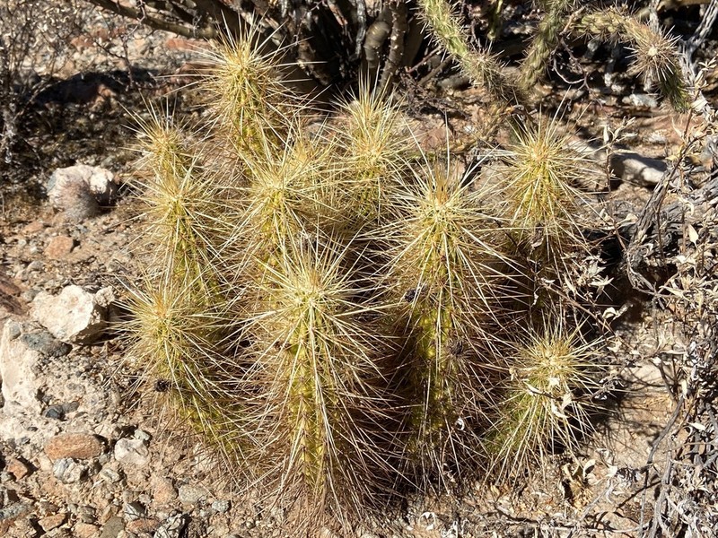 Nichol's Hedgehog Cactus photo 7