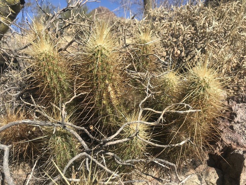Nichol's Hedgehog Cactus photo 8