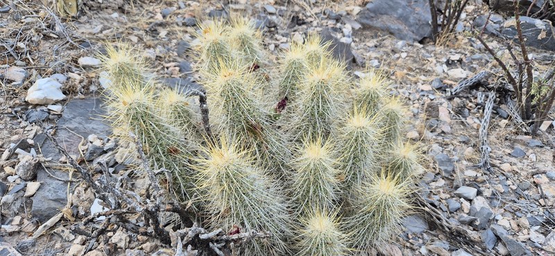 Echinocereus occidentalis subsp. breckwoldtiorum