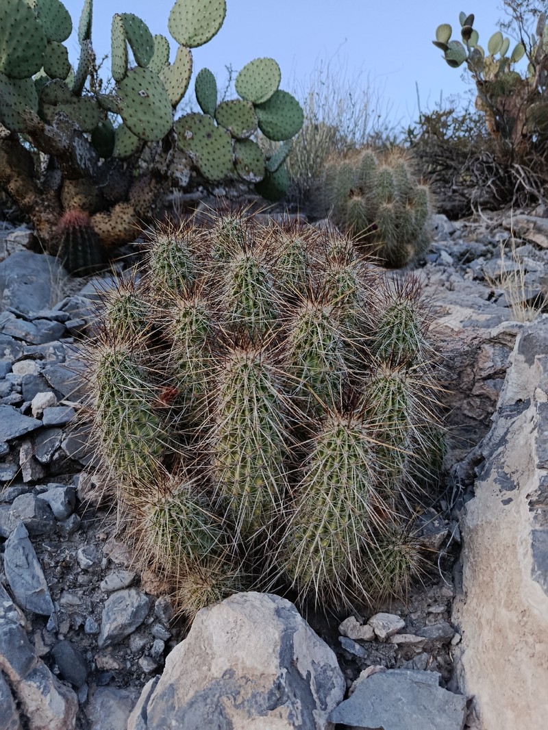 Echinocereus occidentalis subsp. breckwoldtiorum photo 2