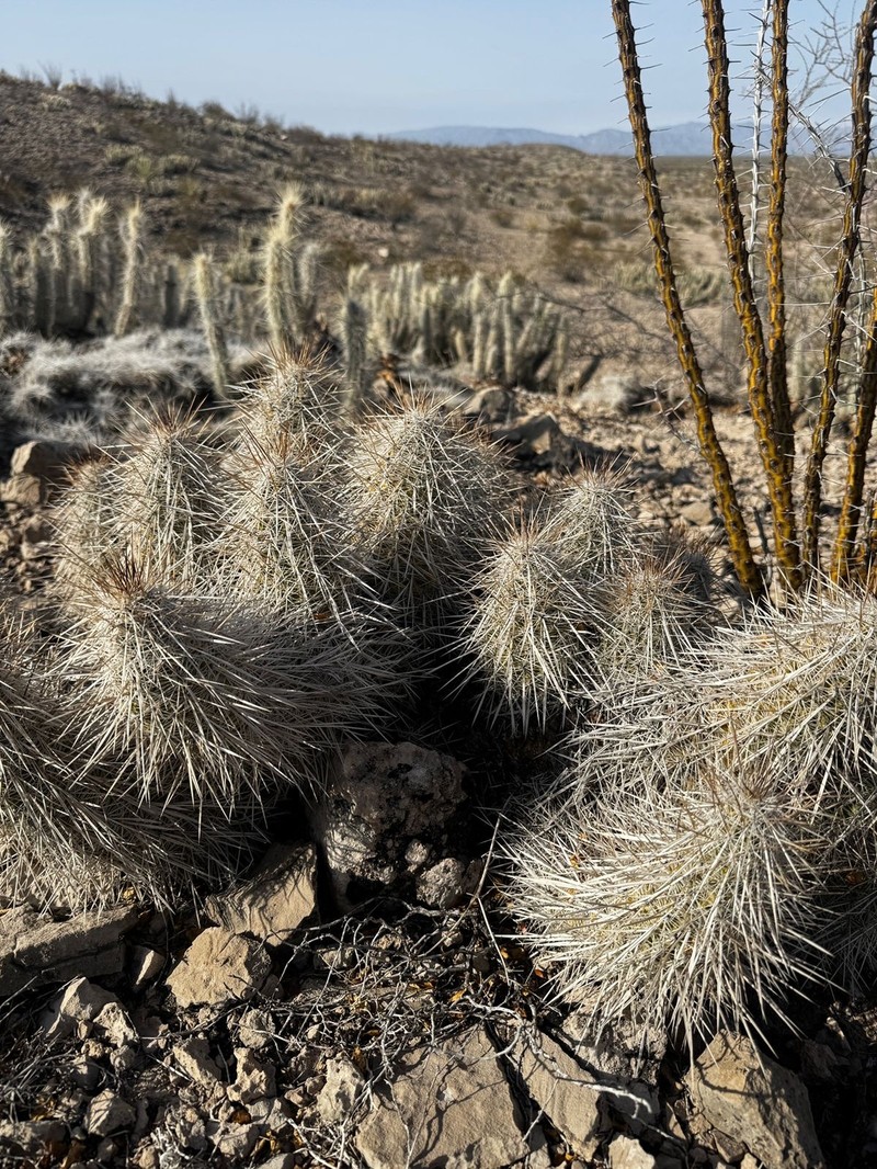 Echinocereus occidentalis subsp. breckwoldtiorum photo 3