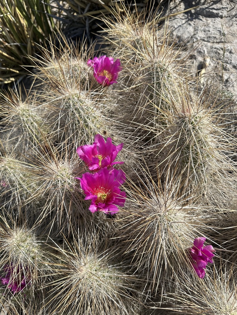 Echinocereus occidentalis subsp. breckwoldtiorum photo 4