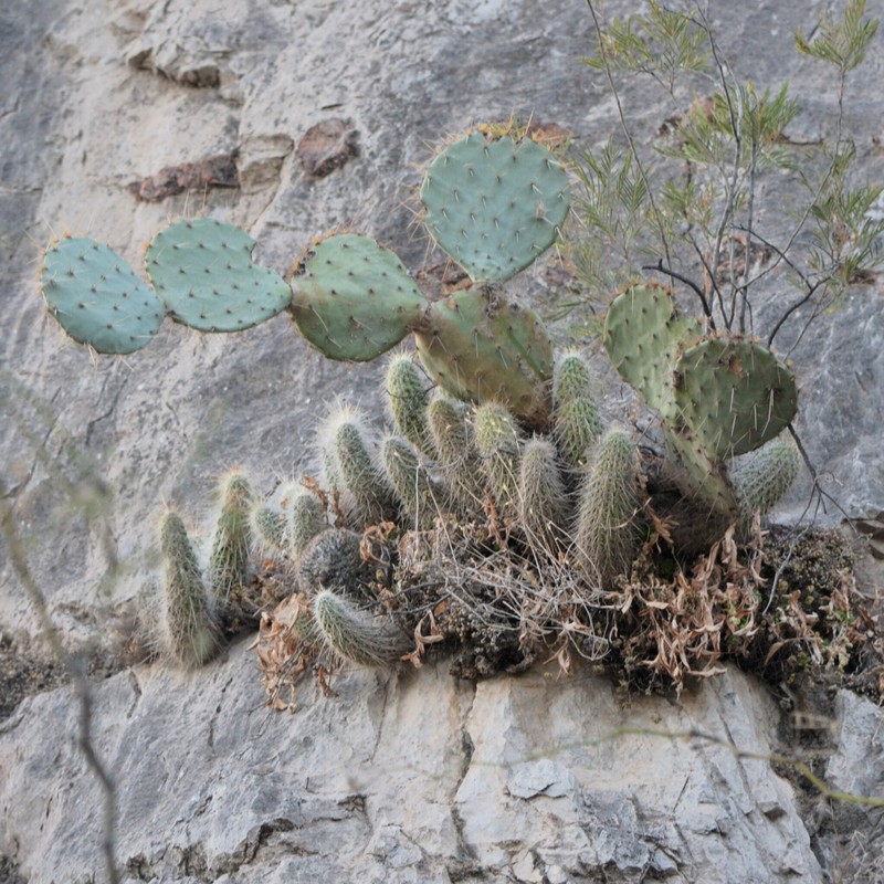 Echinocereus occidentalis subsp. occidentalis
