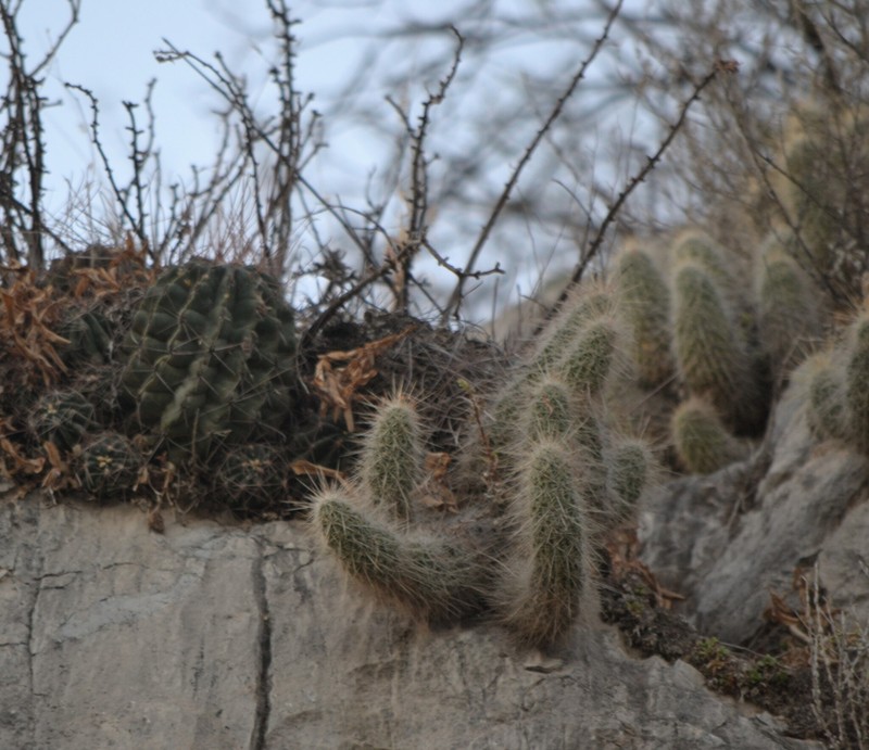 Echinocereus occidentalis subsp. occidentalis photo 2