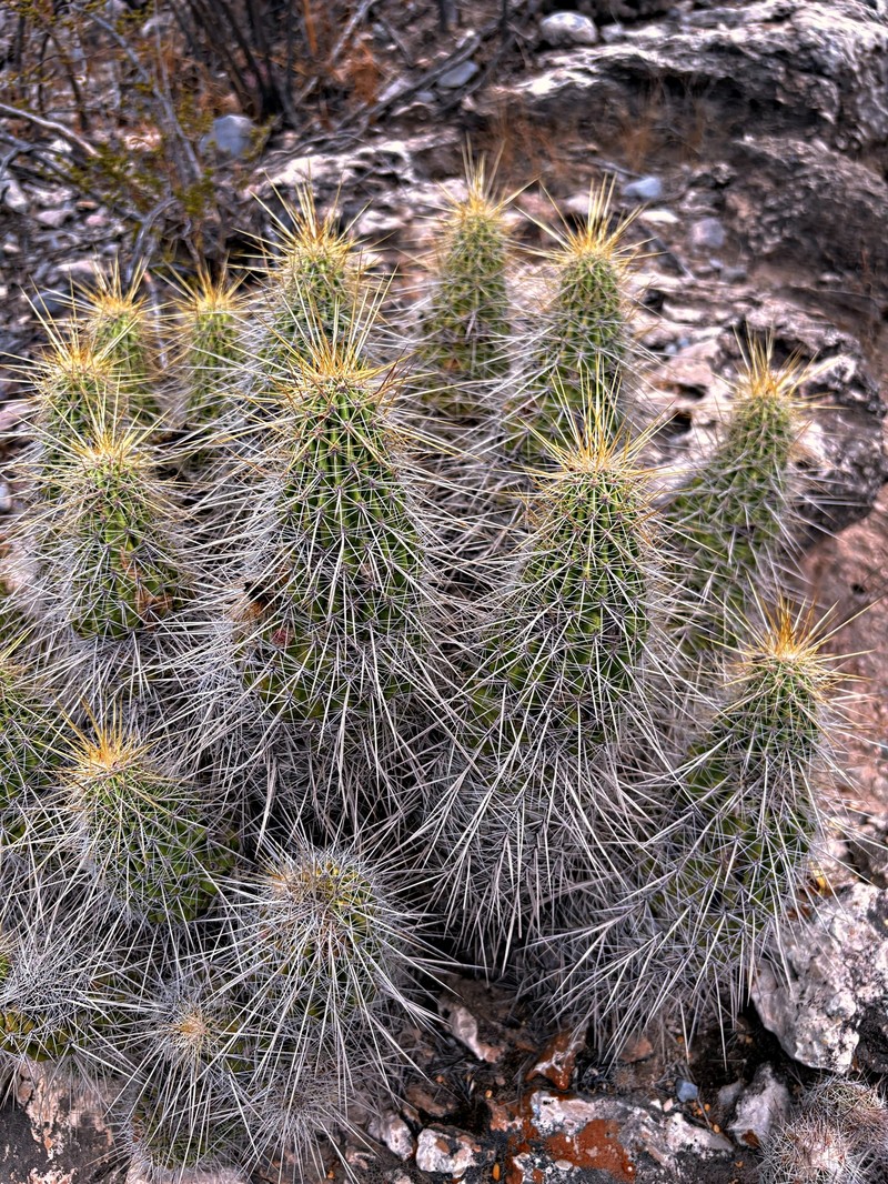 Echinocereus occidentalis subsp. occidentalis photo 3