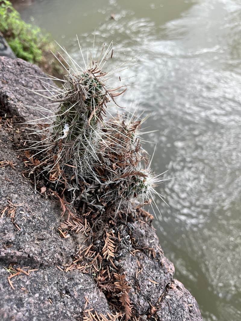 Echinocereus occidentalis subsp. occidentalis photo 4