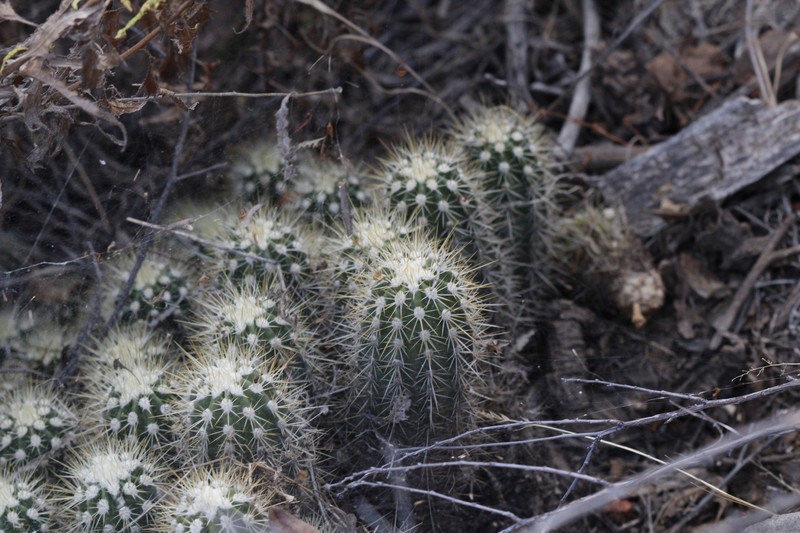 Echinocereus pacificus subsp. pacificus