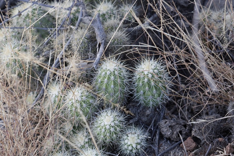 Echinocereus pacificus subsp. pacificus photo 2
