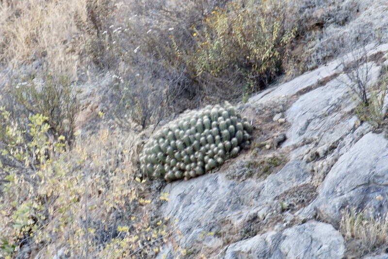 Echinocereus pacificus subsp. pacificus photo 3