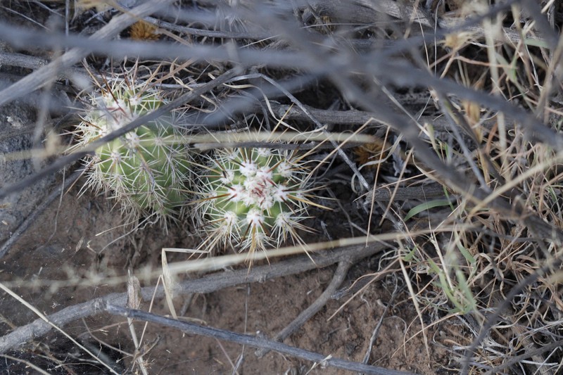 Echinocereus pacificus subsp. pacificus photo 4