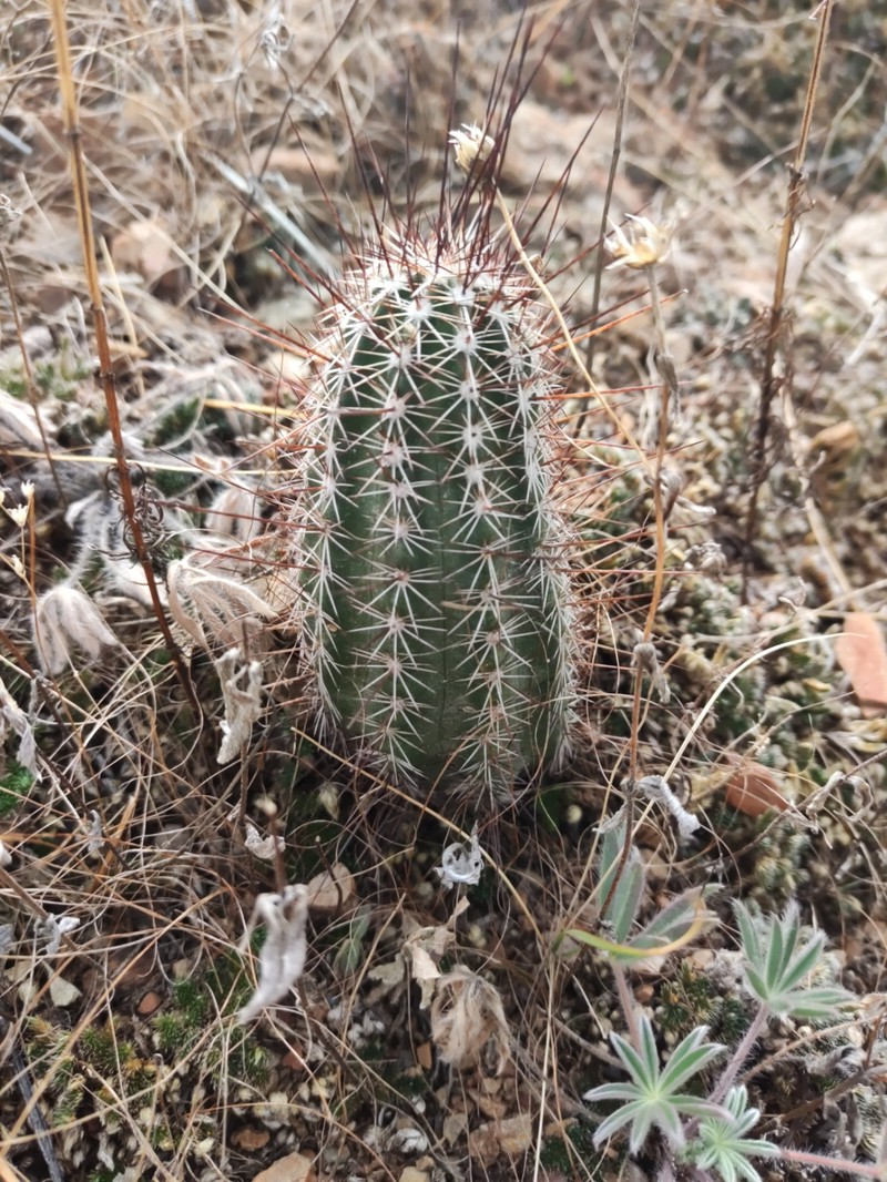 Echinocereus palmeri subsp. palmeri