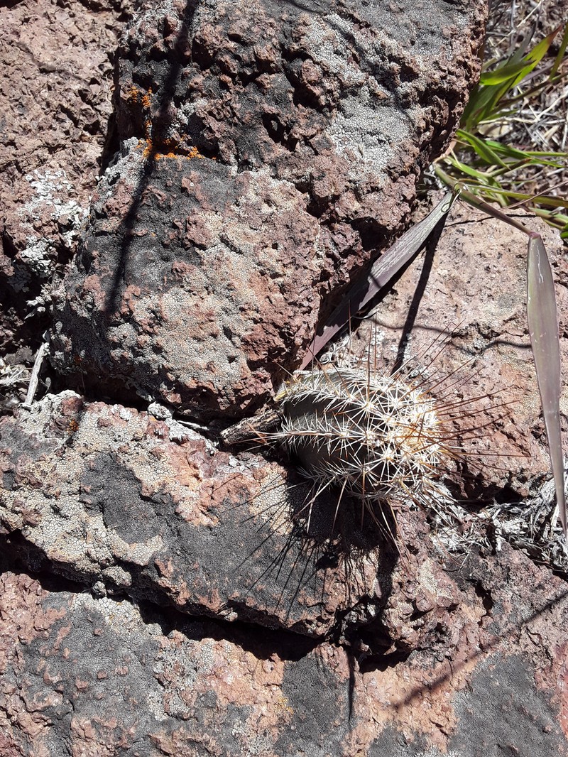 Echinocereus palmeri subsp. palmeri photo 2