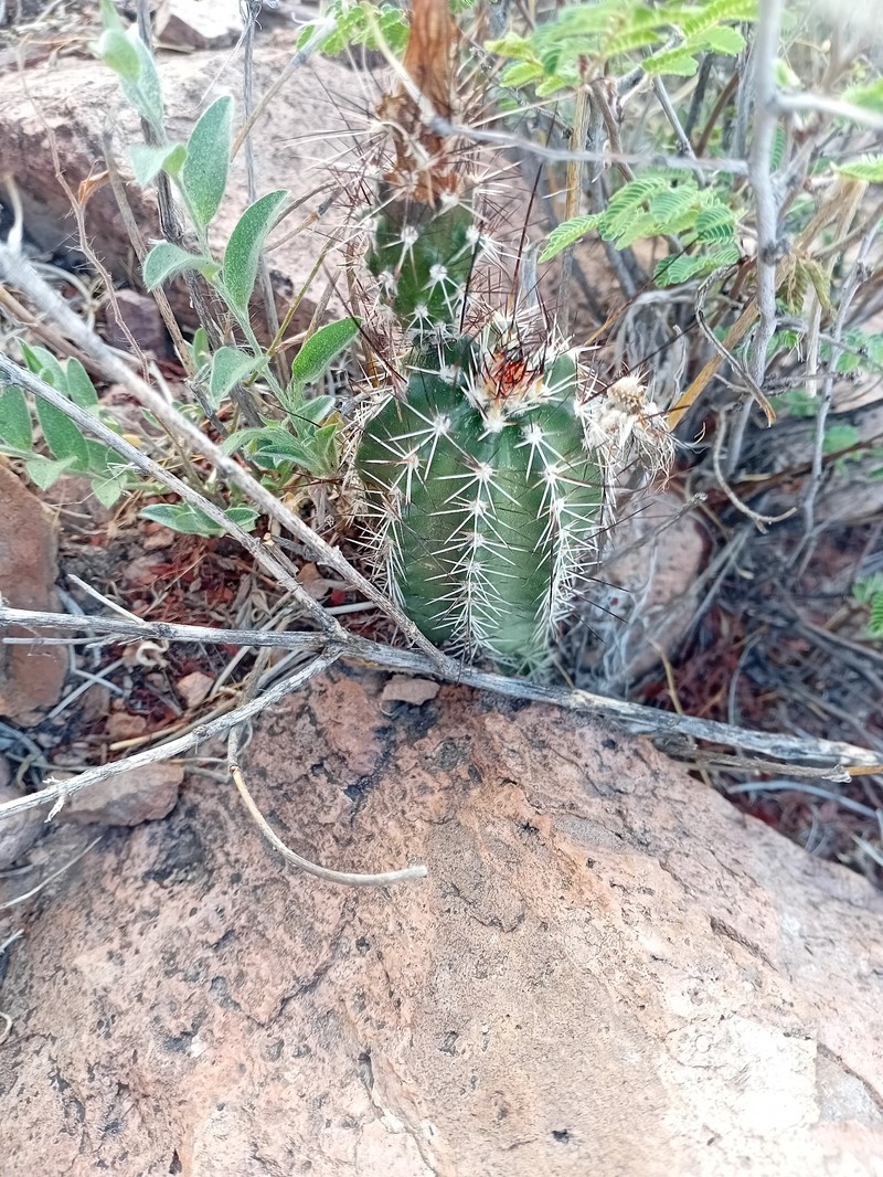 Echinocereus palmeri subsp. palmeri photo 3