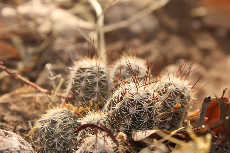 Echinocereus palmeri subsp. palmeri photo 4