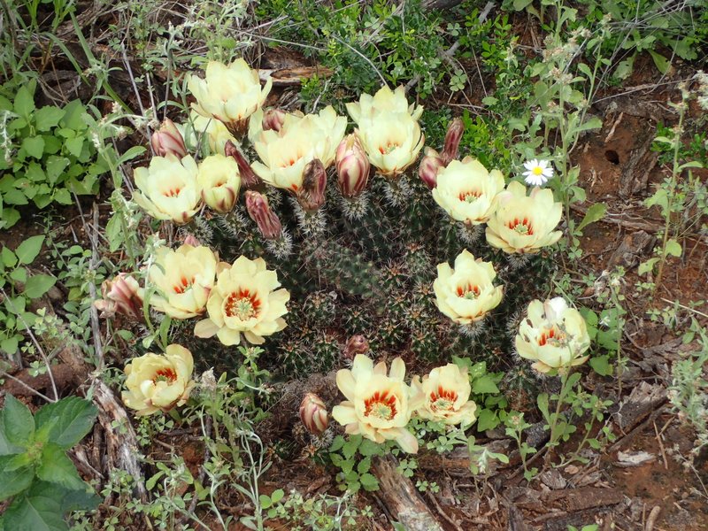 Allicoche Hedgehog Cactus