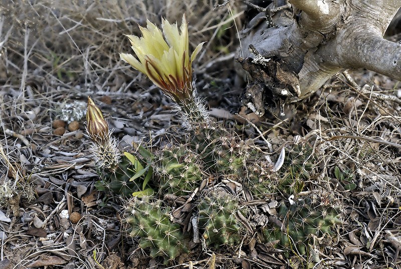 Allicoche Hedgehog Cactus