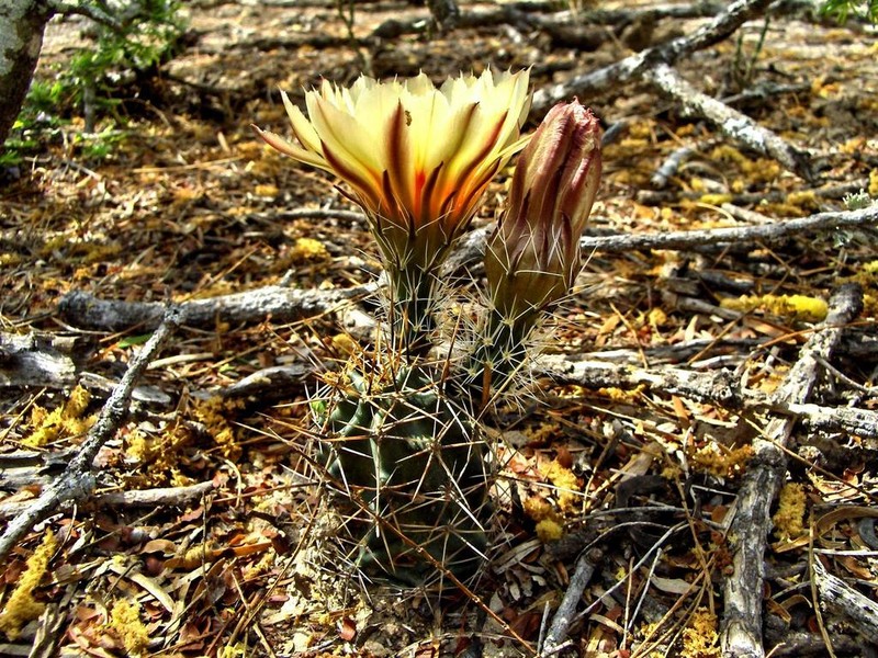 Allicoche Hedgehog Cactus photo 2