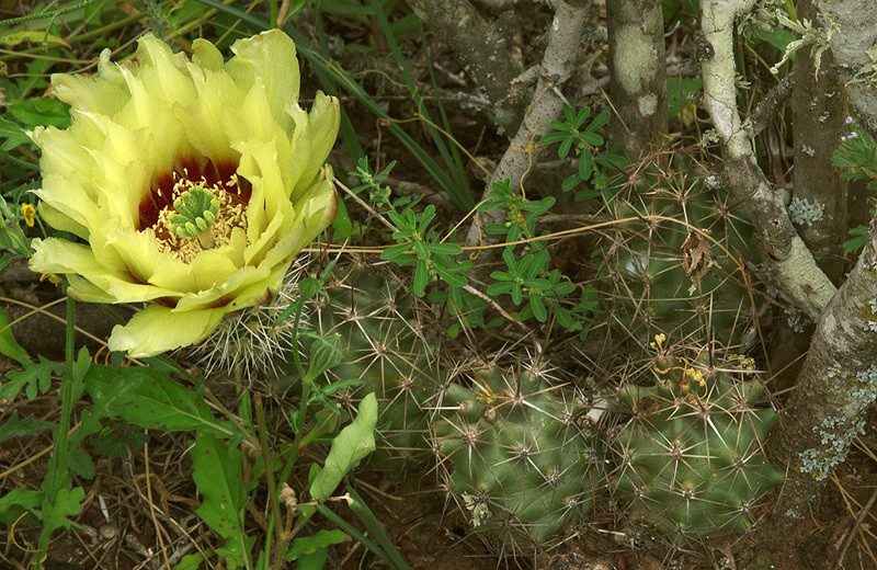 Allicoche Hedgehog Cactus photo 3