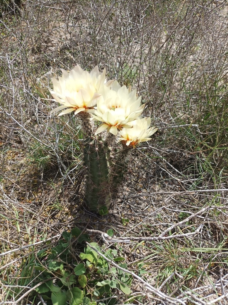 Allicoche Hedgehog Cactus photo 5
