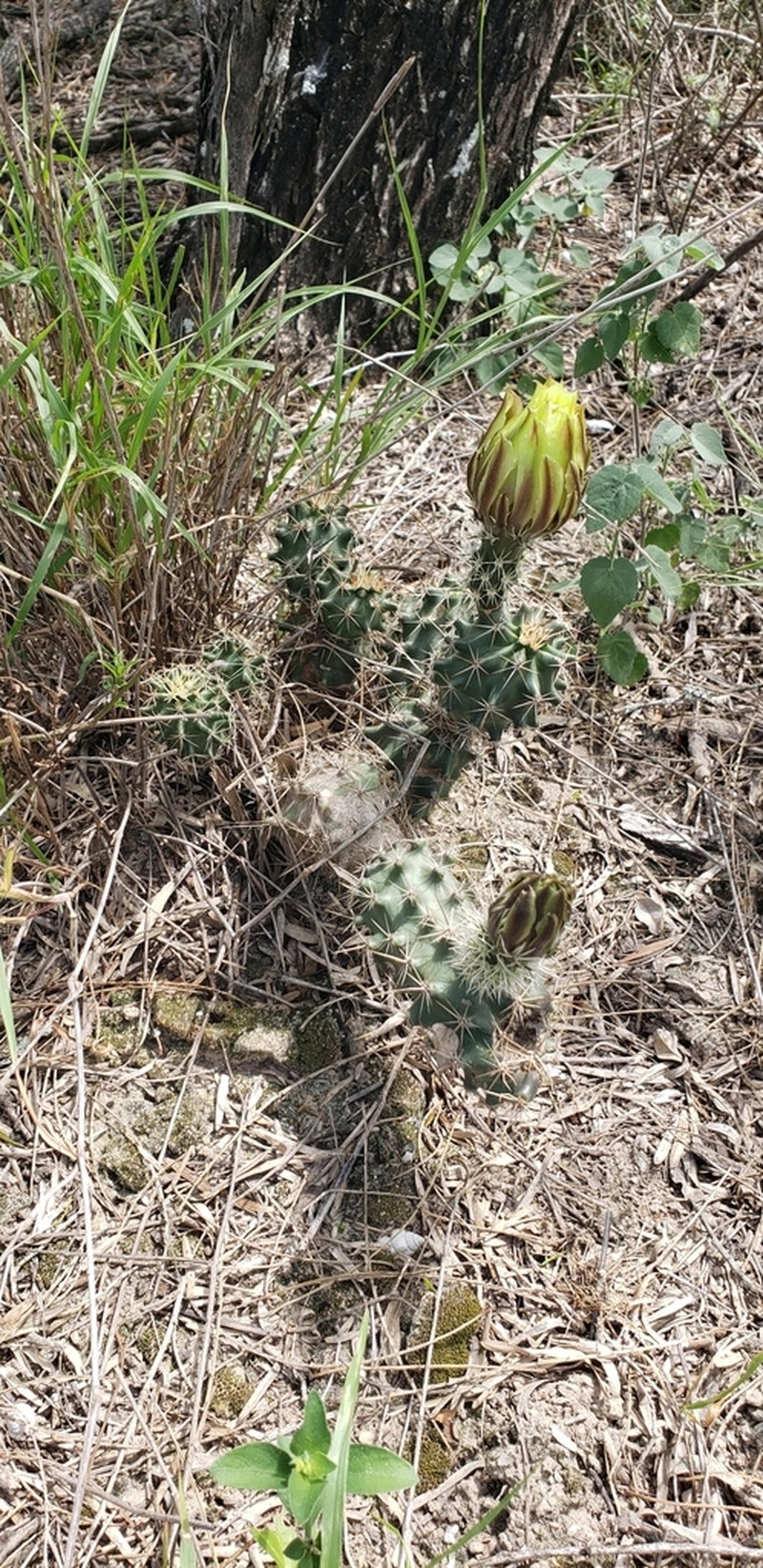 Allicoche Hedgehog Cactus photo 6