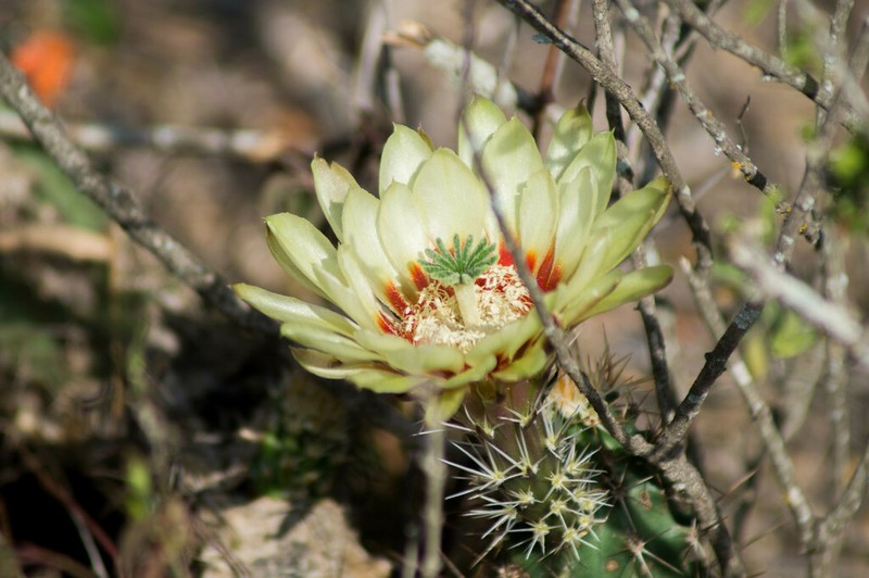 Allicoche Hedgehog Cactus photo 7
