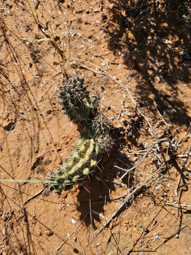 Allicoche Hedgehog Cactus photo 8