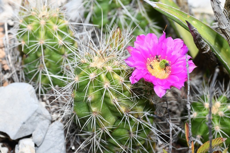 Echinocereus parkeri subsp. parkeri