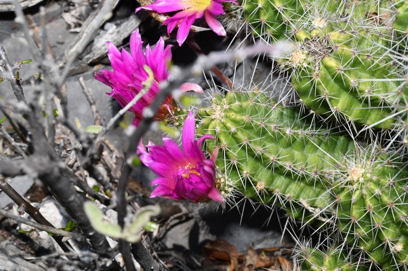 Echinocereus parkeri subsp. parkeri photo 2
