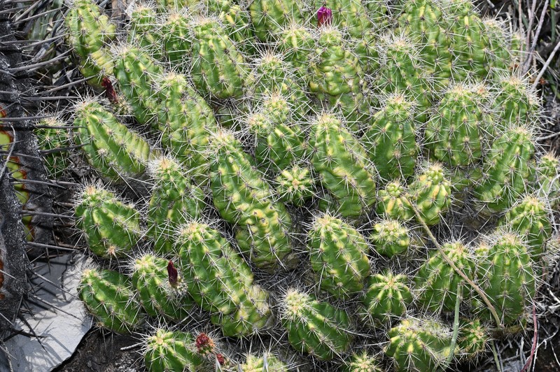 Echinocereus parkeri subsp. parkeri photo 3
